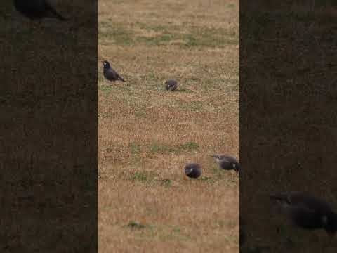 ムクドリを怖がらせるものは何ですか？鳥の餌台や庭から永遠に追い払うための 4 つのヒント  庭園