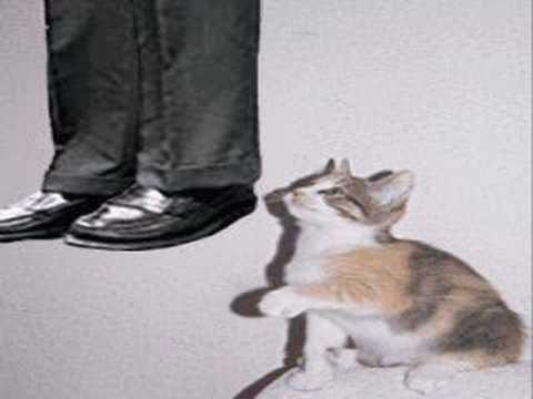 Saddam Hussein's Cat