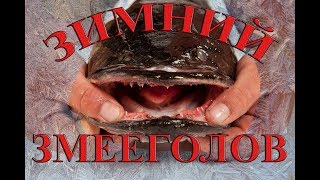 Рыбалка на озере балхаш змееголов