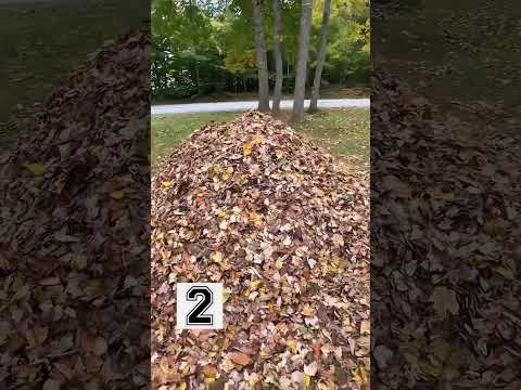 Nigdy nie baw się z psem w chowanego!