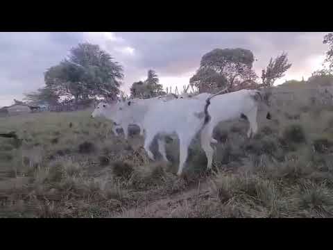 65 Vacas Nelores Gordas na balança a 17 reais em Pilões/ Paraíba.Whatsapp 84 99810 2784*#gado #agro 
