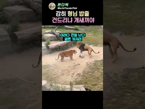 사자 시비에 호랑이가 사람 방어한 이유