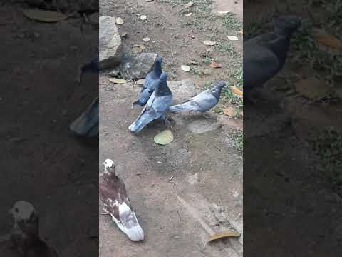 Thavath supiri paravi kotuvak