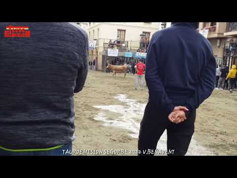 SEGORBE 2 VACAS 2022/04/30 VICENTE BENAVENT TAUROEMISION TOROSENDIRECTO#BULLHD1080P