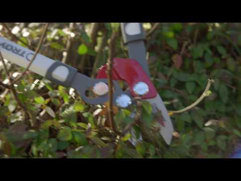 Quick Tip 5 How to Prune Tree Suckers