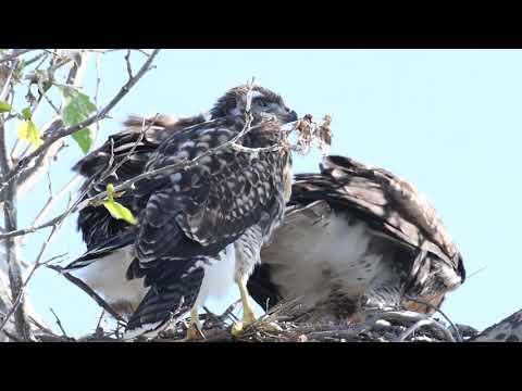 Red-Tailed Hawk Nestlings Fighting over food - 11May2020