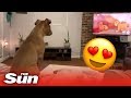 Adorable Dog Reacts In The Cutest Way To Lion King S Saddest Scene