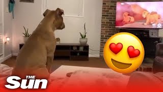 [問題] 為什麼動物不會看卡通