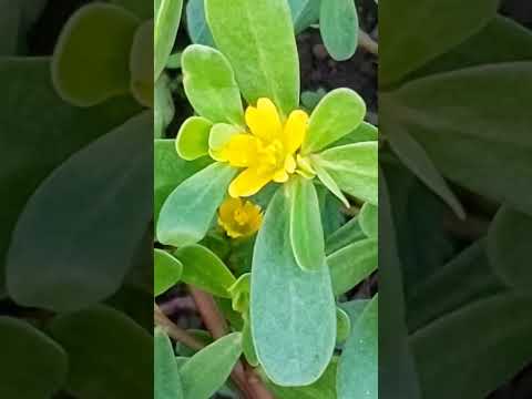 園芸 スベリヒユ