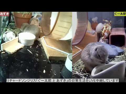  2024 年にラズベリーの吸盤を植えるのに最適な時期はいつですか?春にこれらの低木を移植するにはどうすればよいですか？  庭園