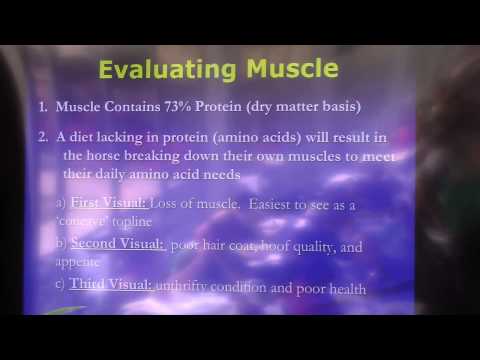 What Are The Visual Signs Of Amino Acid Deficiency In Horses?