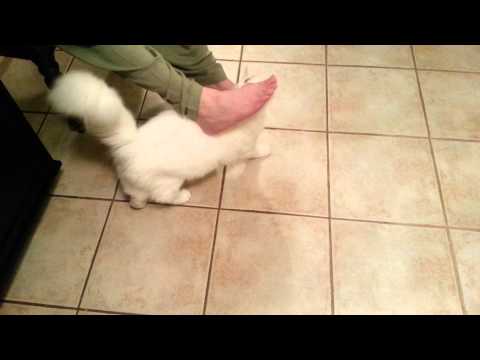 Turkish Van Belle is Obsessed with Feet