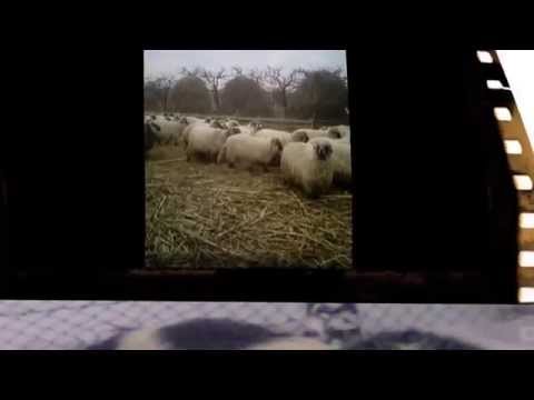 Gigel de la Lamaseni si oile