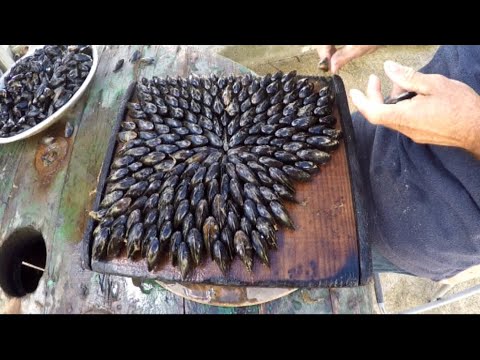 L' églade de l' île d' Oléron