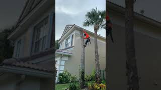 Palm tree removal