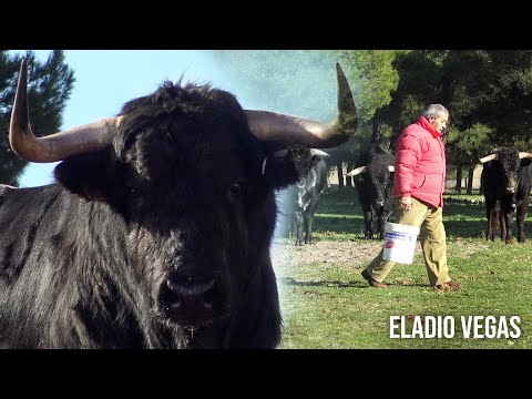 Dando de Comer a los TOROS BRAVOS con el ganadero Eladio Vegas 2022