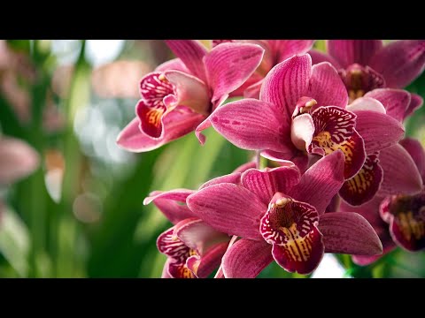 , title : 'The Garden Gurus - Garden Express Cymbidium Orchid'