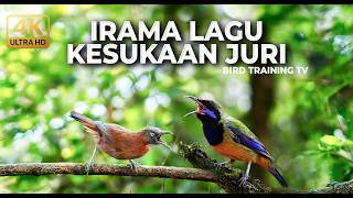 Download lagu 🔴 Live Tembakan Kesukaan Juri Irama Lagu Cucak Cungkok Gacor Full Isian vs Tepus Kepala Abu Kasar mp3