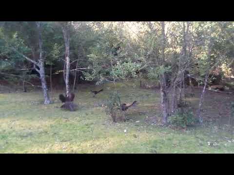 Lyrebird trio Australia