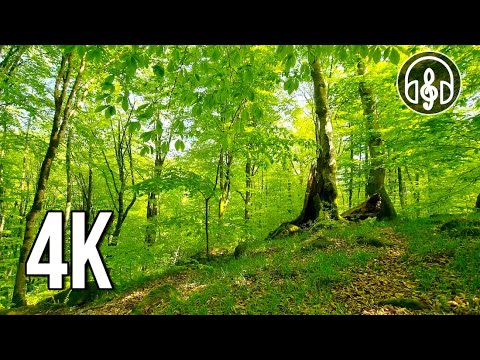 Spring mountain forest. Morning birdsong. 10 Hours of 4K video.