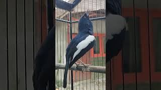 Download lagu Kacer Kentaro Belajar Konslet mp3 Download lagu Kacer Kentaro Belajar Konslet mp3