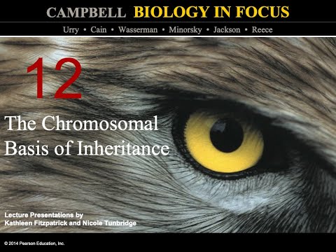 Biology in Focus Ch. 12: The Chromosomal Basis of Inheritance