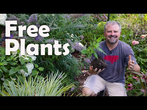 How to Make New Plants Fast! 🪴🌿💮🌺 - Easy Plant Propagation