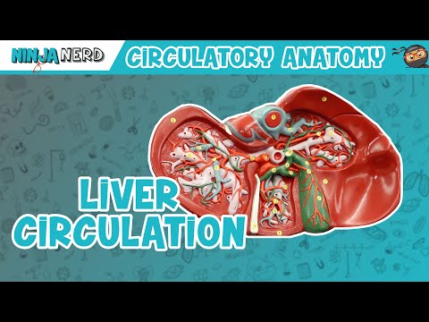Cardiovascular Anatomy of the Heart Heart Model