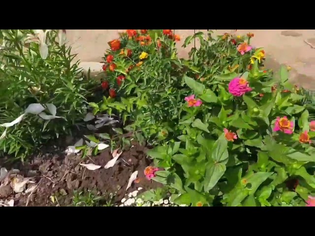 Мансура һәм Камил Гайнетдиновларның капка төбе, өй каршылары, ишегаллары- гөлбакча