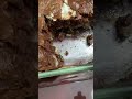 German Chocolate Upside Down Cake #shorts