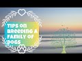 Tips On Breeding A Family Of Dogs