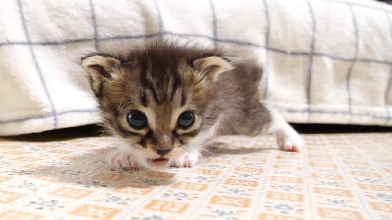 ソファーから落っこちた赤ちゃん子猫がママを探して甘えん坊に？【赤ちゃん猫　保護猫】