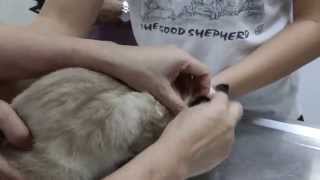 A cat has bald patches on the body and backside Pt 1
