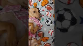 Video preview image #1 Dachshund Puppy For Sale in Crystal, MN, USA