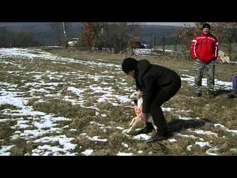 Coursing trénink 17.3.2012 - Joy a GP