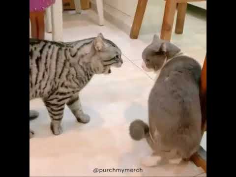 bully cat gets ambushed [𝗪𝗮𝗿𝗻𝗶𝗻𝗴: 𝗟𝗢𝗨𝗗] 🐈🐈🐈