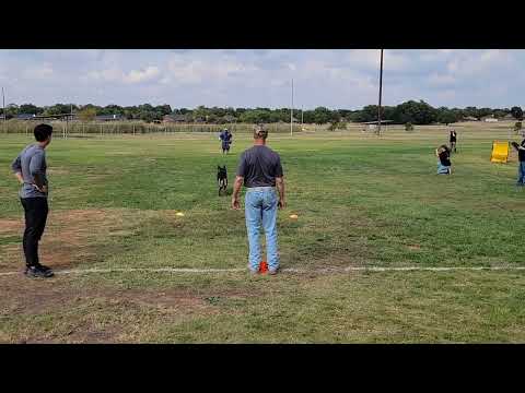 Jasper z Atarova Sadu PSA1 Trial 2022 Protection Test of Courage