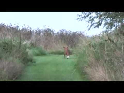 Fox Pouncing for Voles