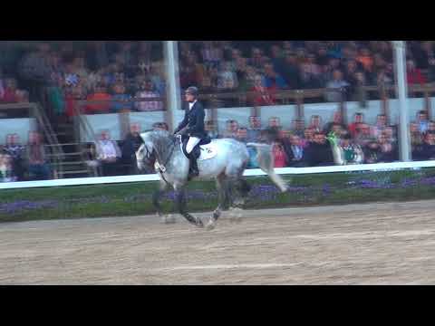 Hengstparade Warendorf 2017 mit CAPISTRANO & Jens Goldfuß