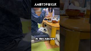 人の膝の上でふて寝する愛犬　#greatpyrenees #大型犬のいる生活 #大型犬 #大型犬と暮らす #グレートピレニーズ #犬のいる生活 #愛犬 #癒し #ゴールデンレトリバー