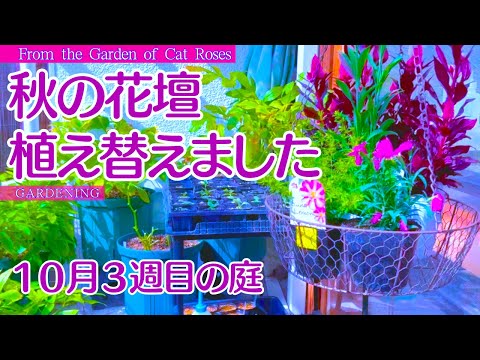 園芸 狭葉リュウゼツラン