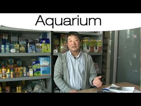 comment demarrer un aquarium pour discus