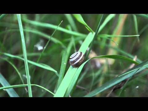 VISIT   Sicignano degli Alburni (SA) - Italia.   LA MIA TERRA