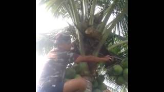 Coconut man