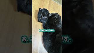 it's a cat.猫まみれ。猫の気持ちがわからない時。#多頭飼い #comedy #cute #黒猫 #猫のいる暮らし