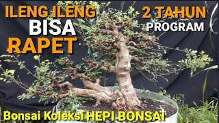 Download lagu BONSAI ILENG ILENG MANGSIAN(Philatus Reticulathus Poir) mp3