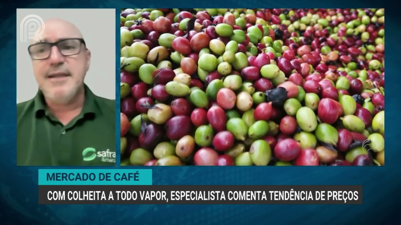 Mercado de café | Com colheita a todo vapor, especialista comenta