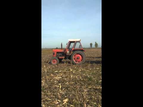 La cules porumb 29 octombrie iecea mare