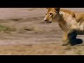Nala Chases Pumbaa 2019 Live Action Lion King