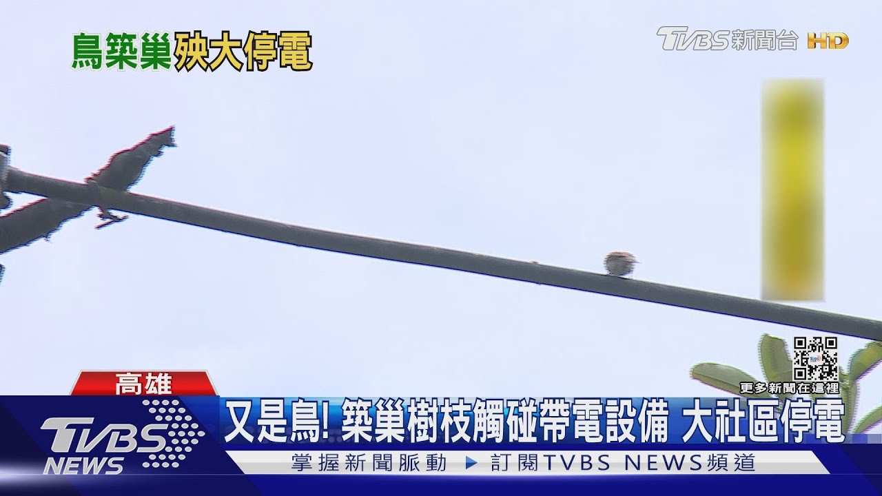 又是「鳥」害停電! 築巢樹枝觸碰帶電設備 高雄大社停電40分